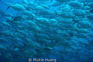 MARCH
Jacks
Dumaguette the Philippines by Mickle Huang 